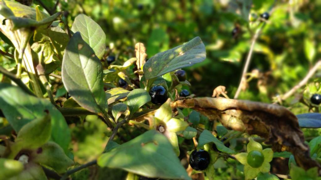 林口县农业农村局局长荣辰介绍说,"颠茄草属于一年生的,春种秋收收益