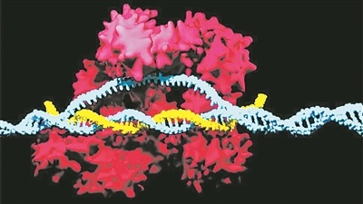 CRISPR-Cas系统可以在精确位置剪切DNA。