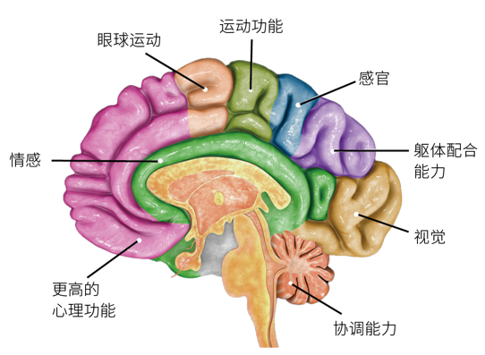 人脑简图图片