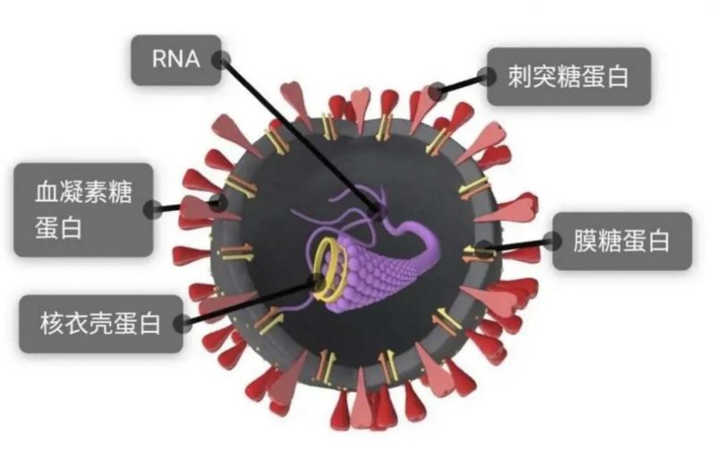 而病毒结构简单,还经常变异,靶点很难找,因此很难对付