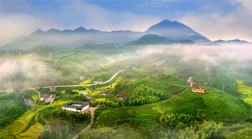 福建大田屏山乡生态茶园风光好