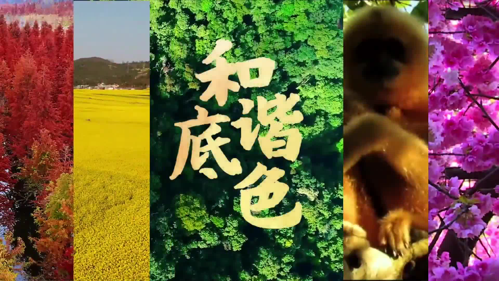 和谐底色