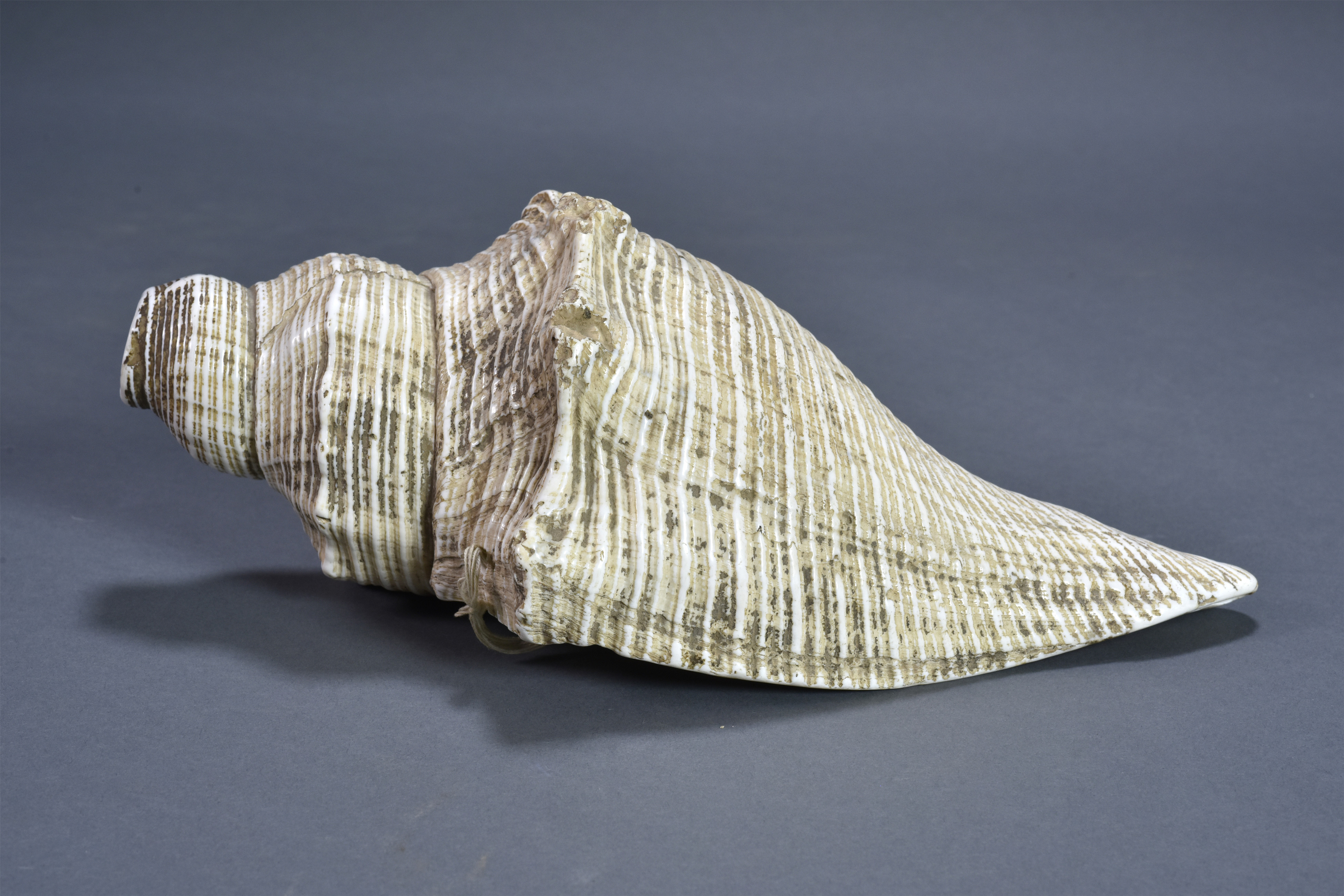 5厘米,通体呈白玉色,表面有带状螺旋纹,螺旋纹上有盐锈迹,螺口有一