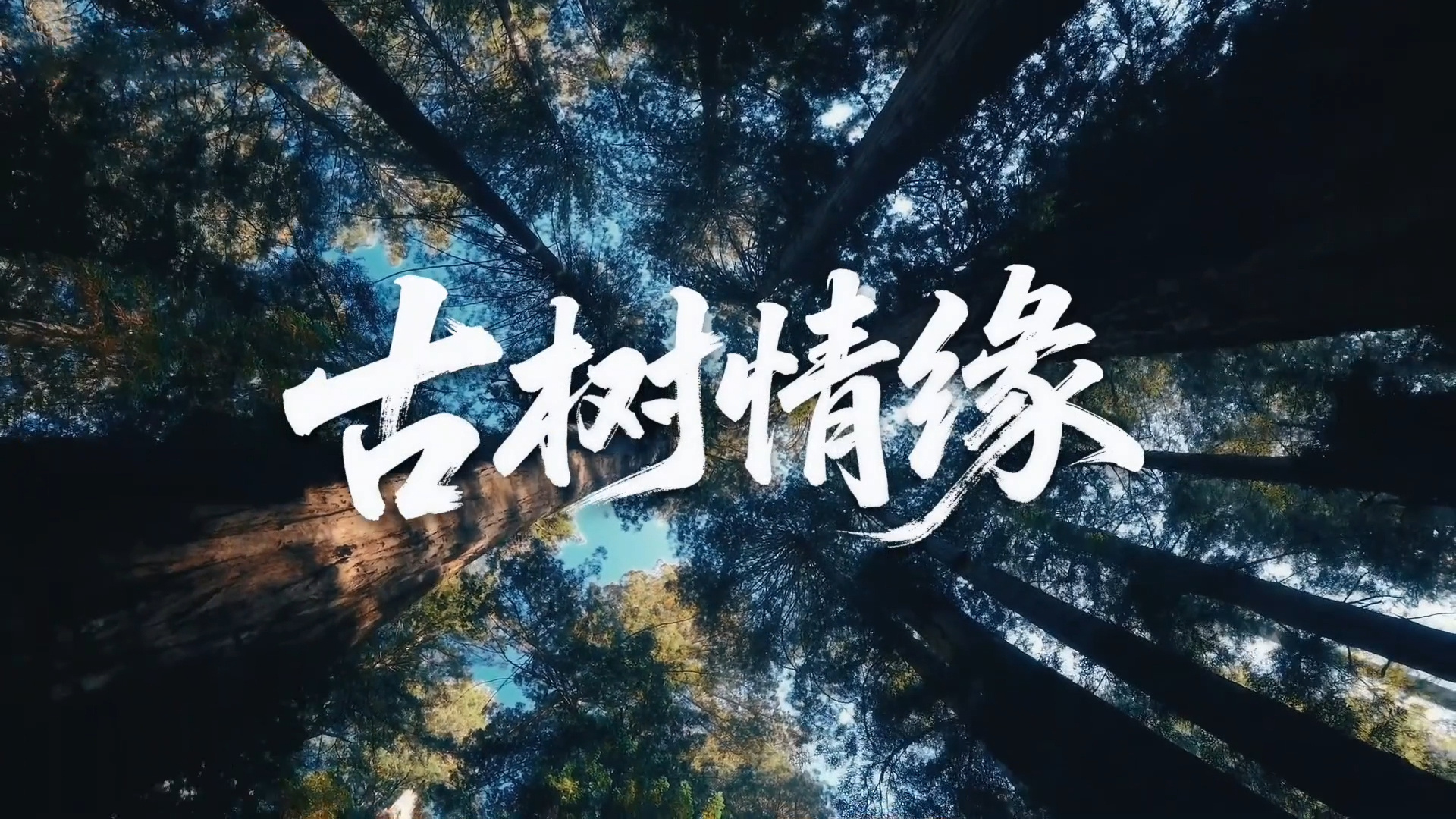 文脉华章｜古树情缘