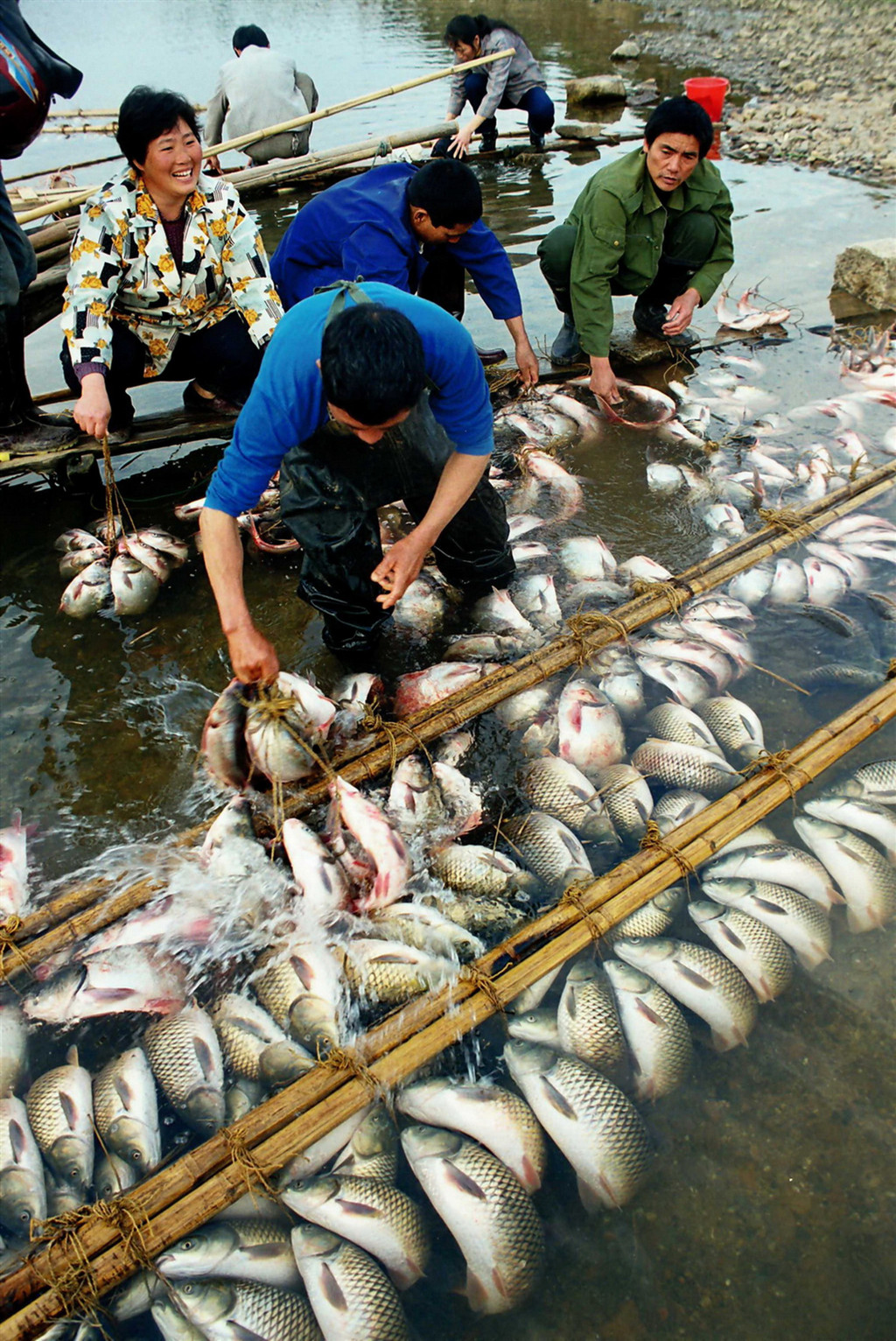 渔民们习惯将一条条淡水鱼,用细麻绳绑得严严实实,扎成弯曲的半月形.