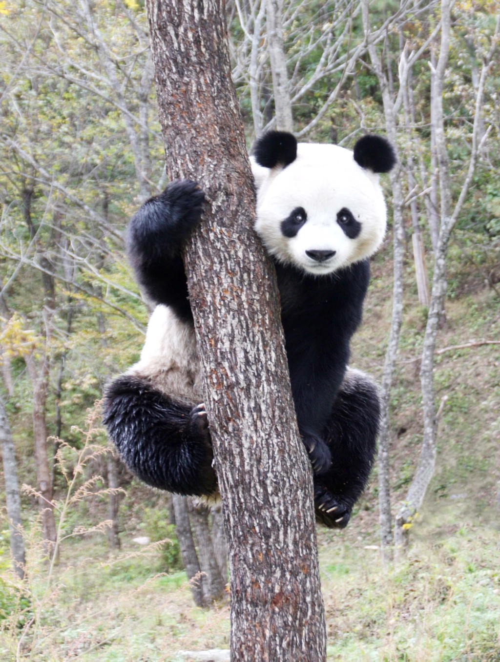 陕西佛坪县：大熊猫“叩门问药”