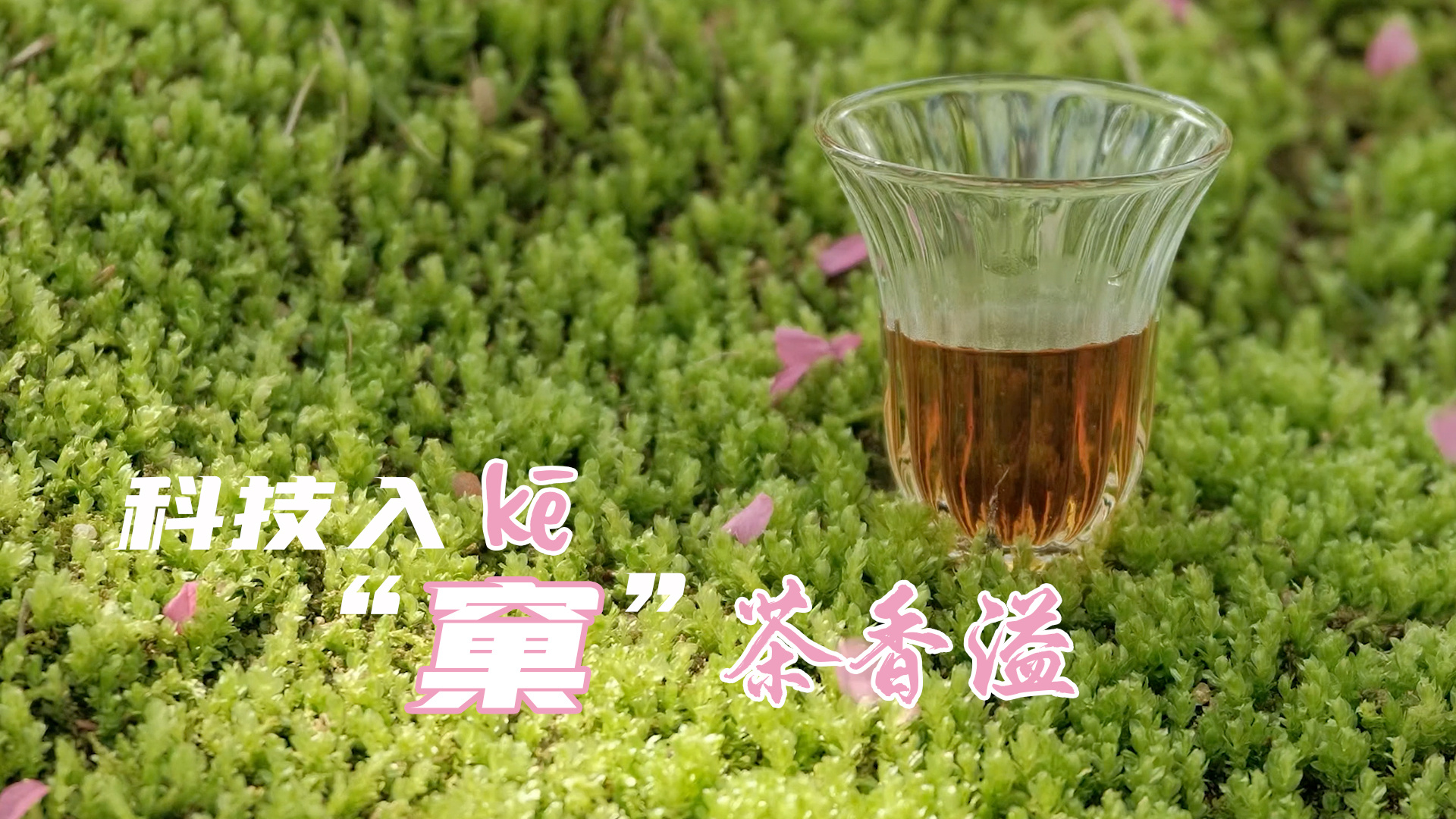 科技入“窠”茶香溢