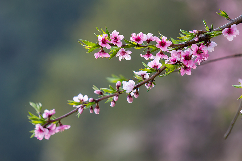 大林寺桃花