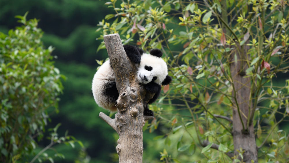 以自然之道 养万物之生