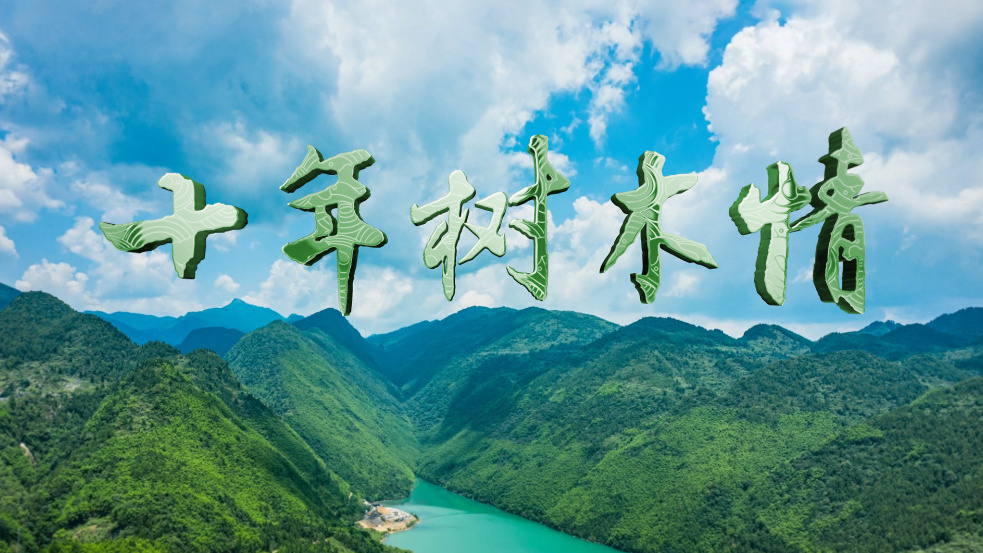 十年树木情