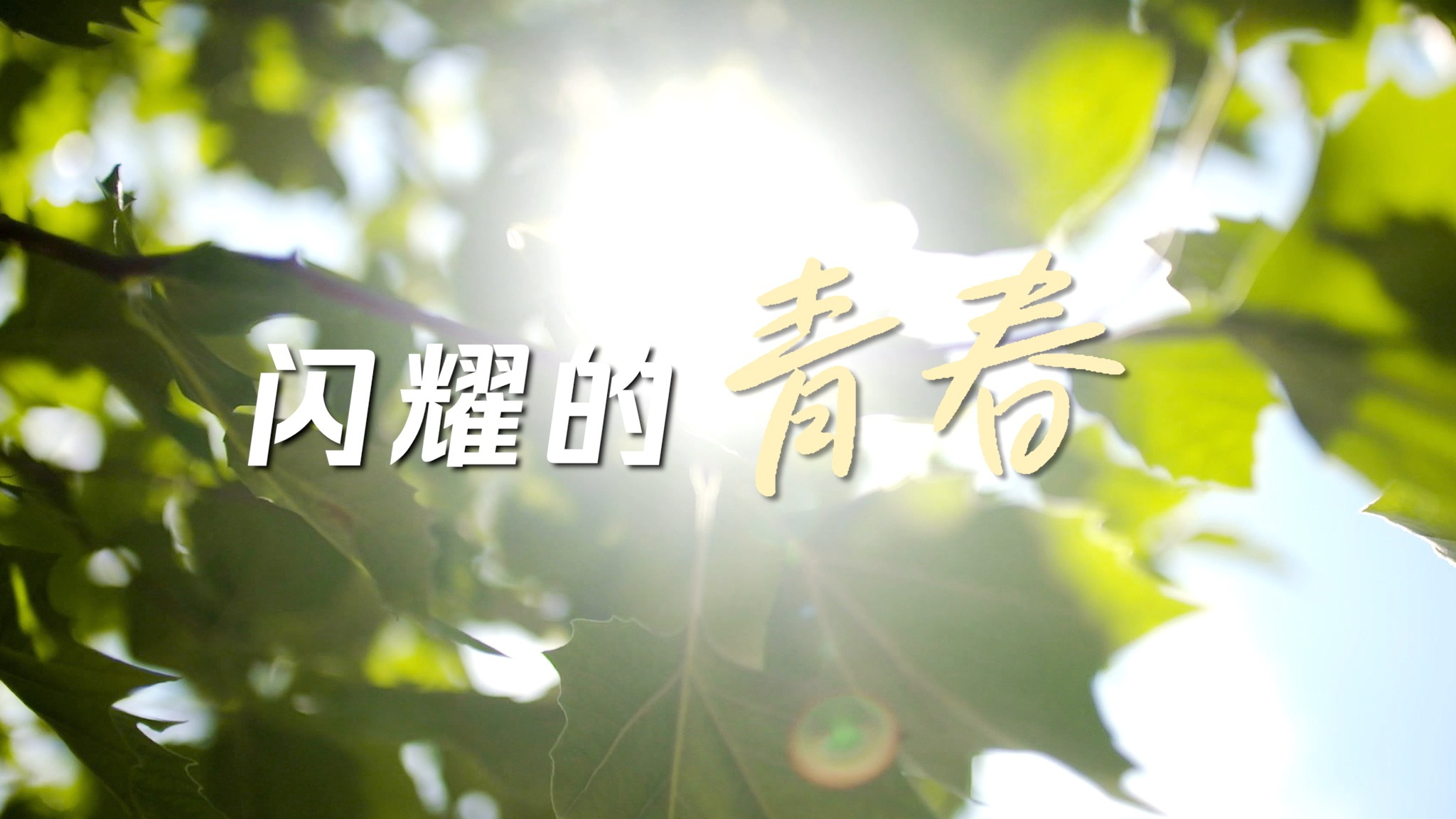 闪耀的青春