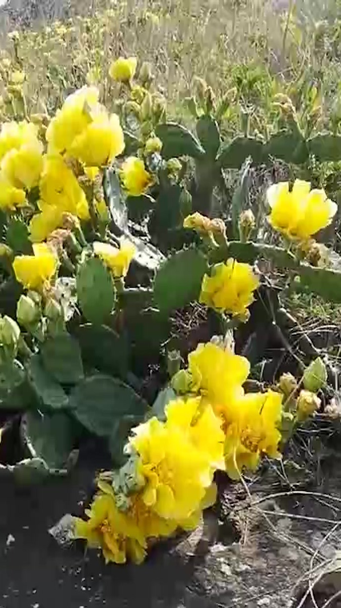 仙人掌上的"仙人桃"