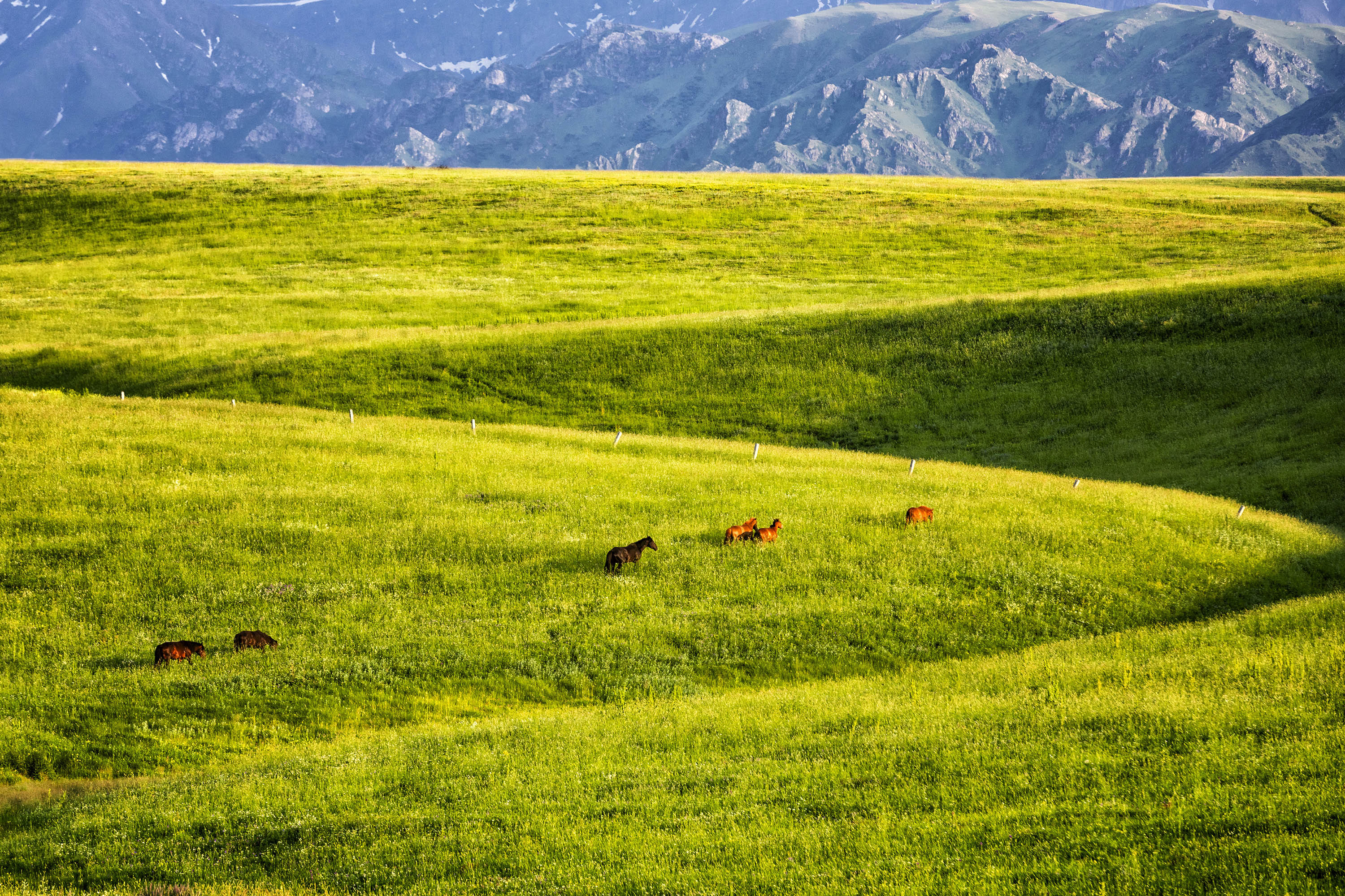 新疆塔城:雪山下的牧场