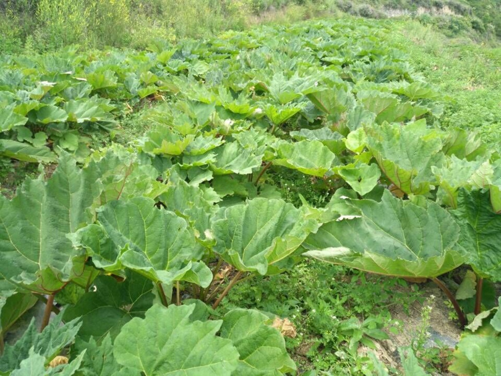 产业帮扶大黄基地