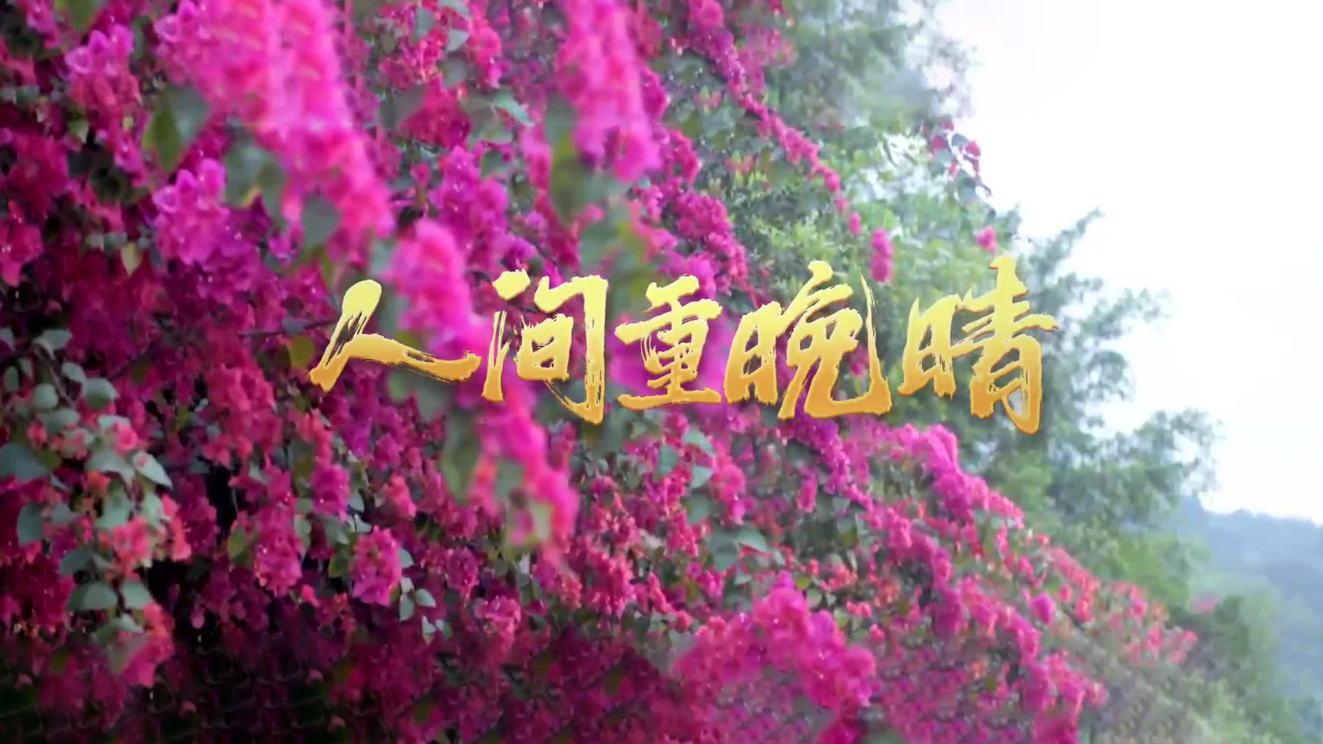 人间重晚晴