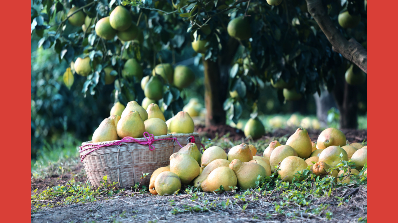 一颗柚子里的农业现代化
