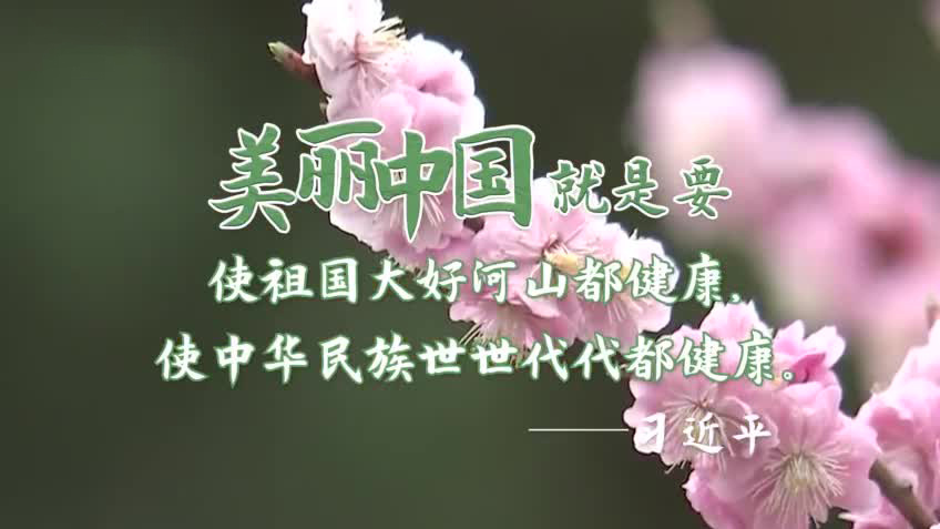 葱葱前人树 恩泽荫子孙