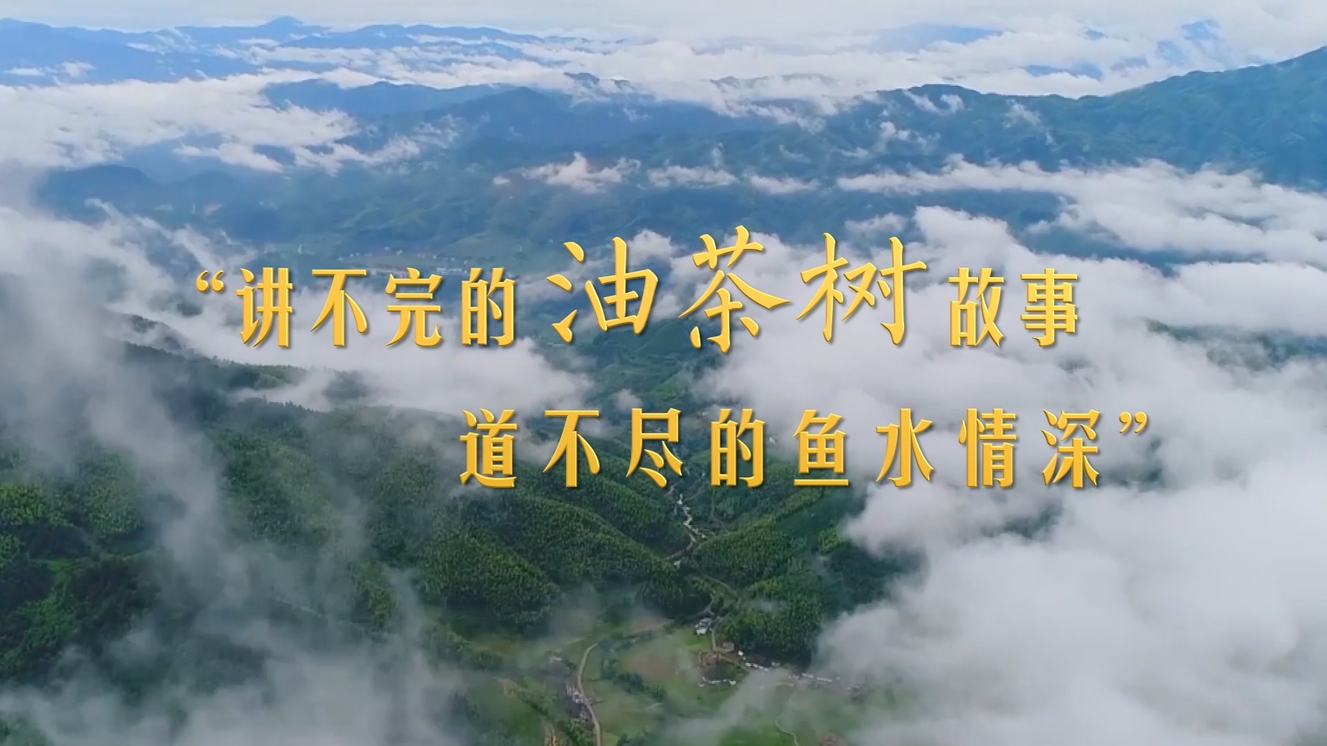 “讲不完的油茶树故事，道不尽的鱼水情深”