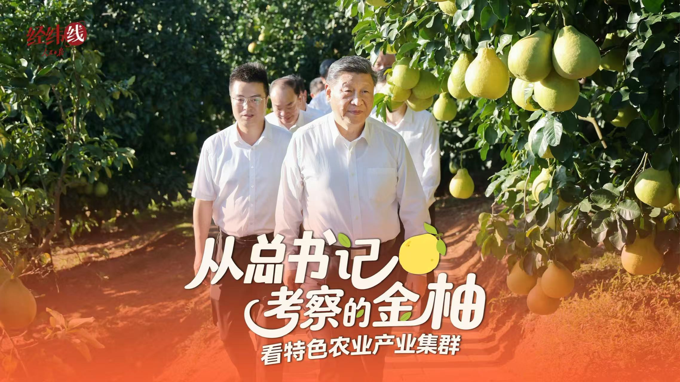 从总书记考察的金柚，看特色农业产业集群