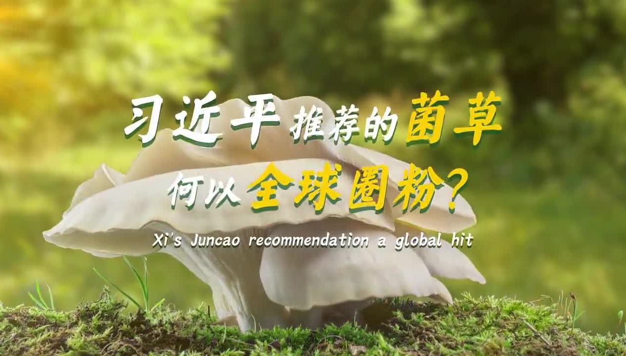 习近平推荐的菌草何以全球“圈粉”