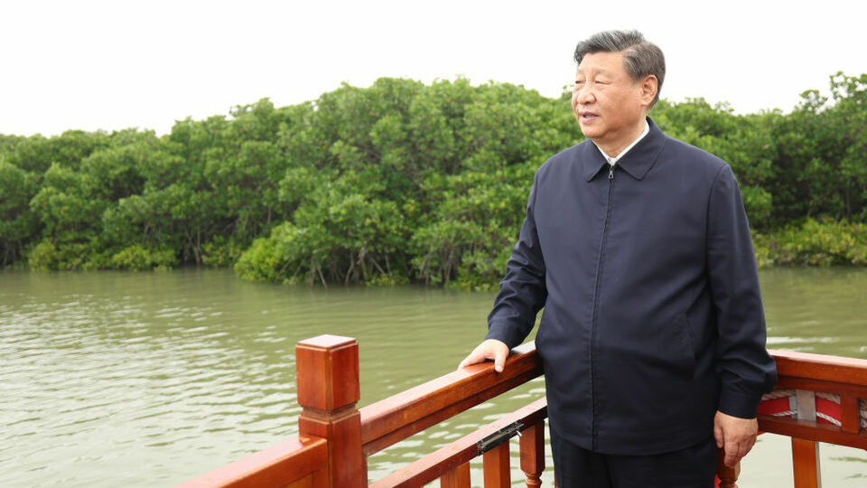 红树林——人与自然的共生与守护