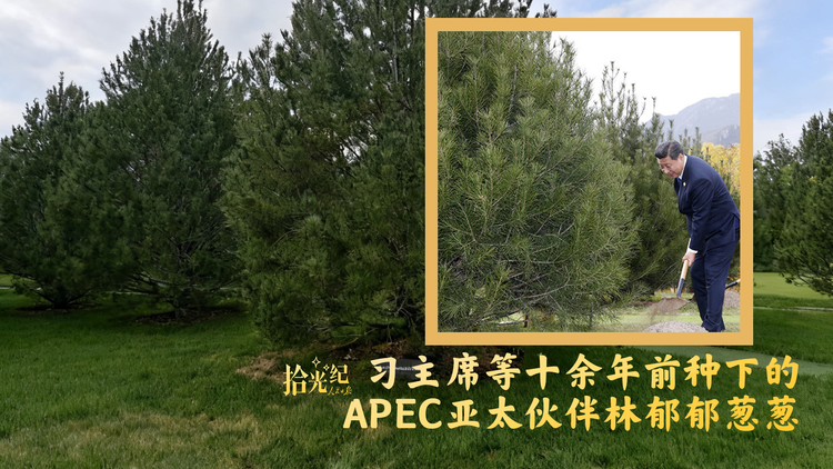 坚韧长久！习主席等十余年前种下的APEC亚太伙伴林郁郁葱葱