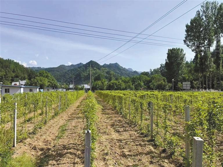 山阳县高坝店镇金山村猕猴桃产业基地一角 程伟 摄