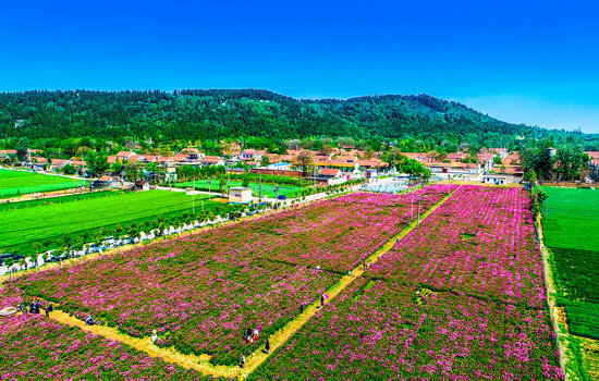 山东相册|淄博临淄区凤凰镇:家乡风光美如画