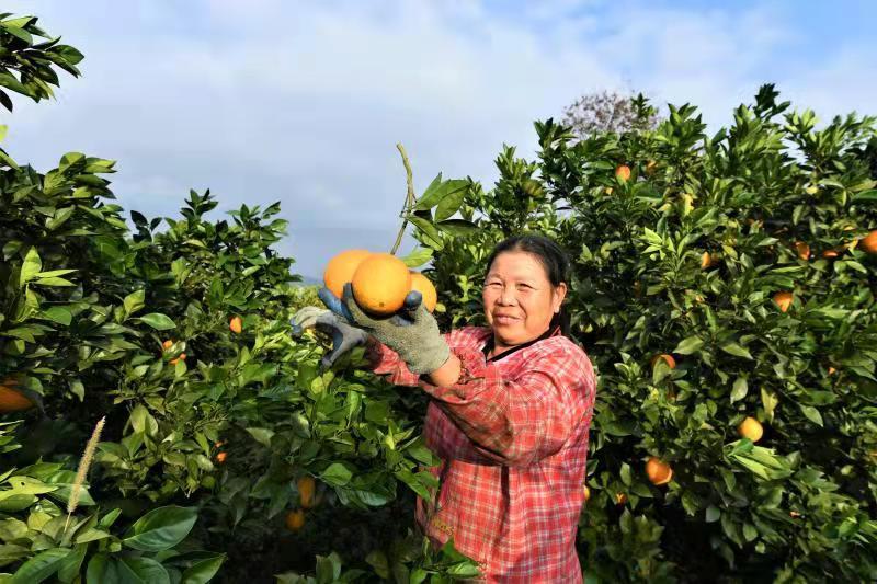 据了解，2002年起，宜章县依托对接华中农业大学等科研院校，实现产学研的有效结合和技术支撑，大力推进脐橙产业发展，成效显著。