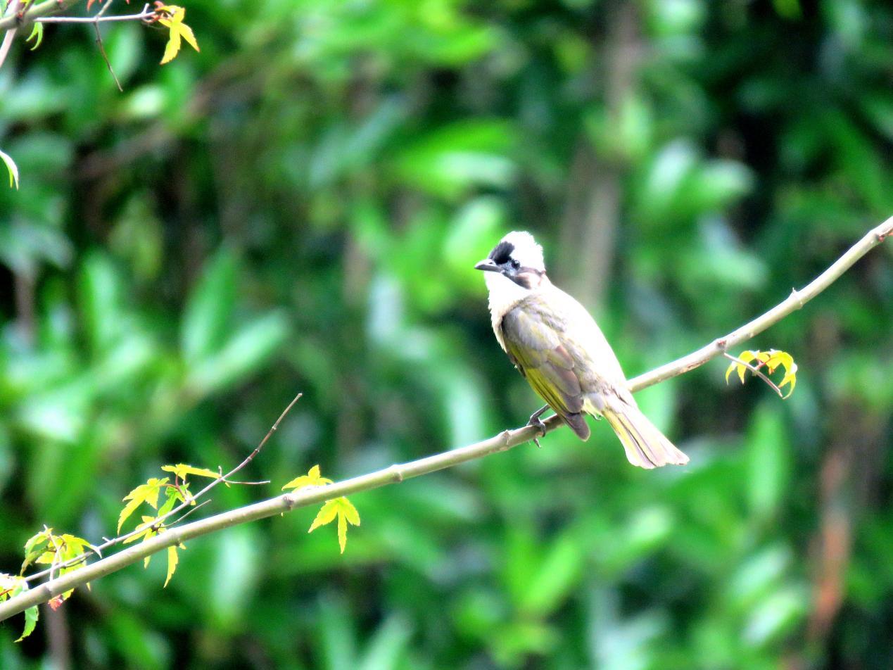 上海闵行在光华湖畔探寻这群精灵的生态乐园