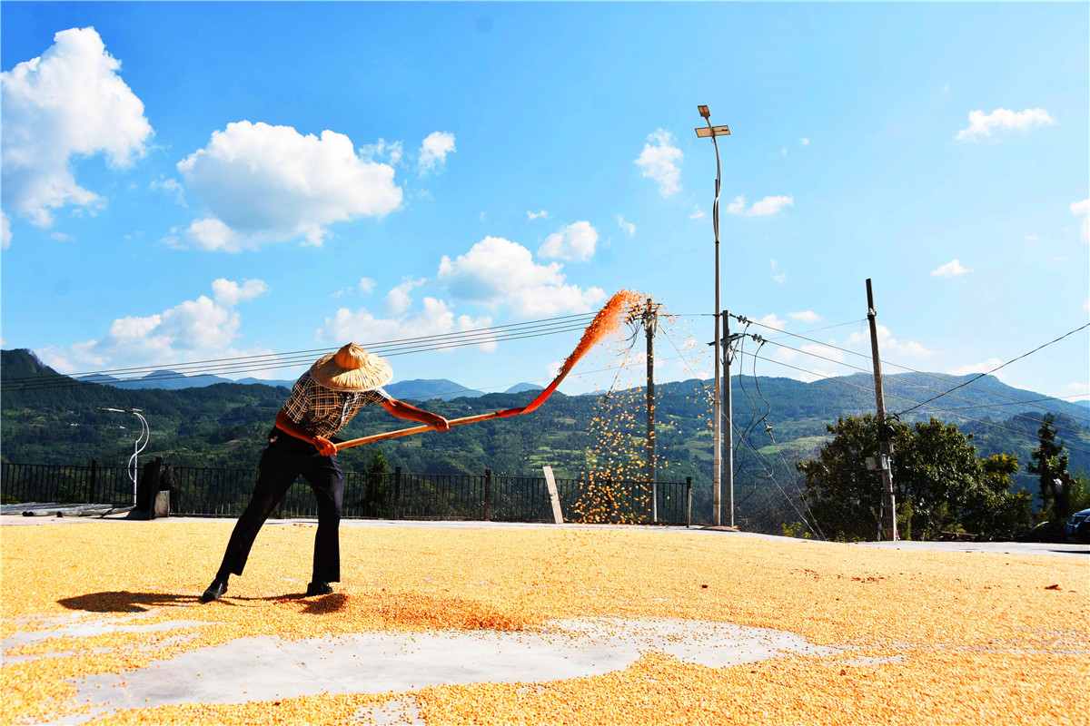 图为巫山县铜鼓镇村民利用晴好天气晾晒玉米。摄影：王忠虎