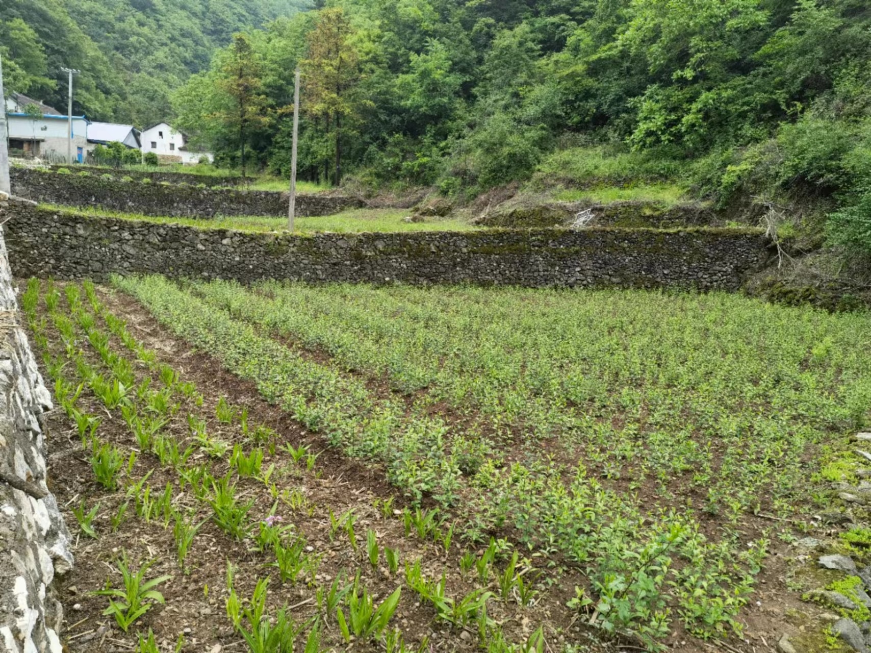 文化坪村八月瓜种植基地 李潇 摄