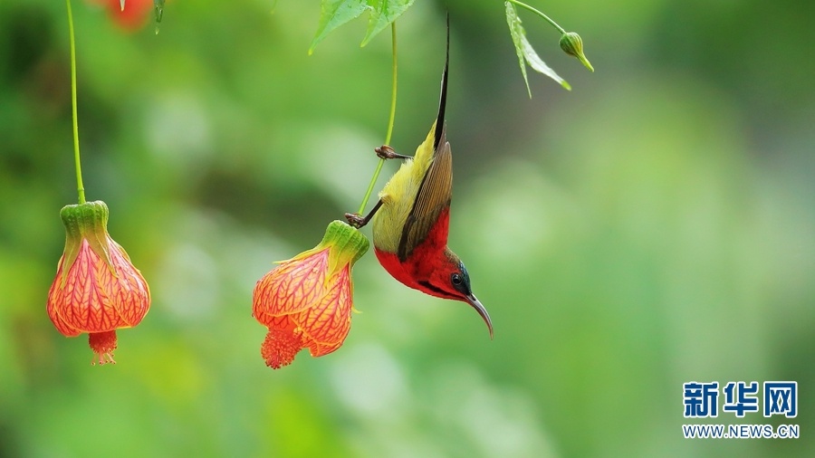 德宏州芒市，鸟儿在花间飞舞（摄于1月27日）。新华网发（郑山河 摄）