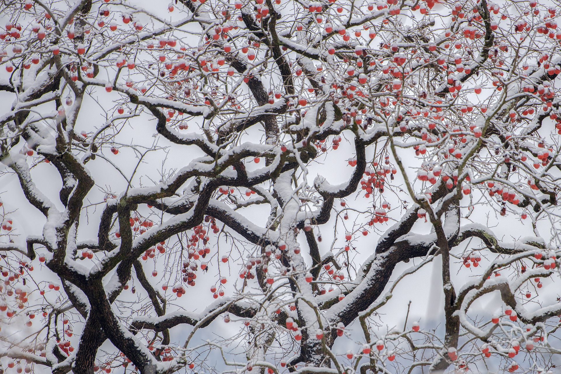 当苏阳村的百年老柿树结满累累硕果，又恰好遇上一场大雪，真称得上“红装素裹，分外妖娆。”
《红装素裹》何思德 2018年拍摄于三锅镇苏阳村