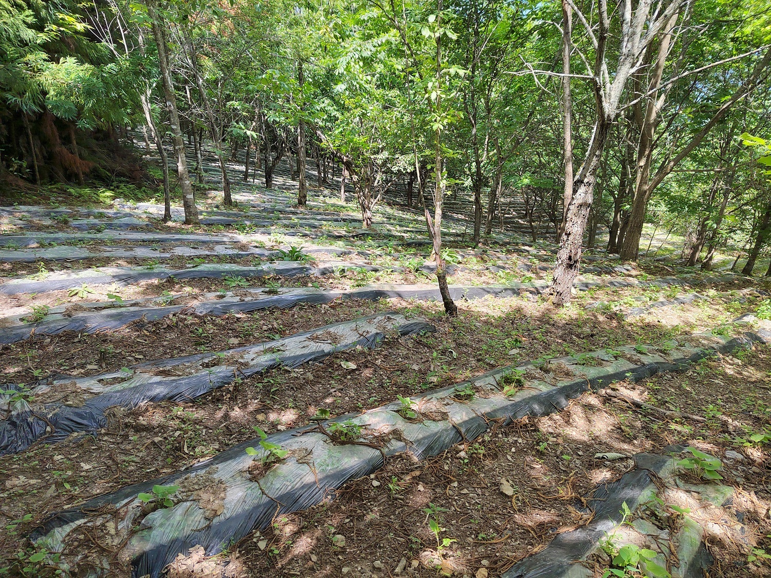 云木香种植基地