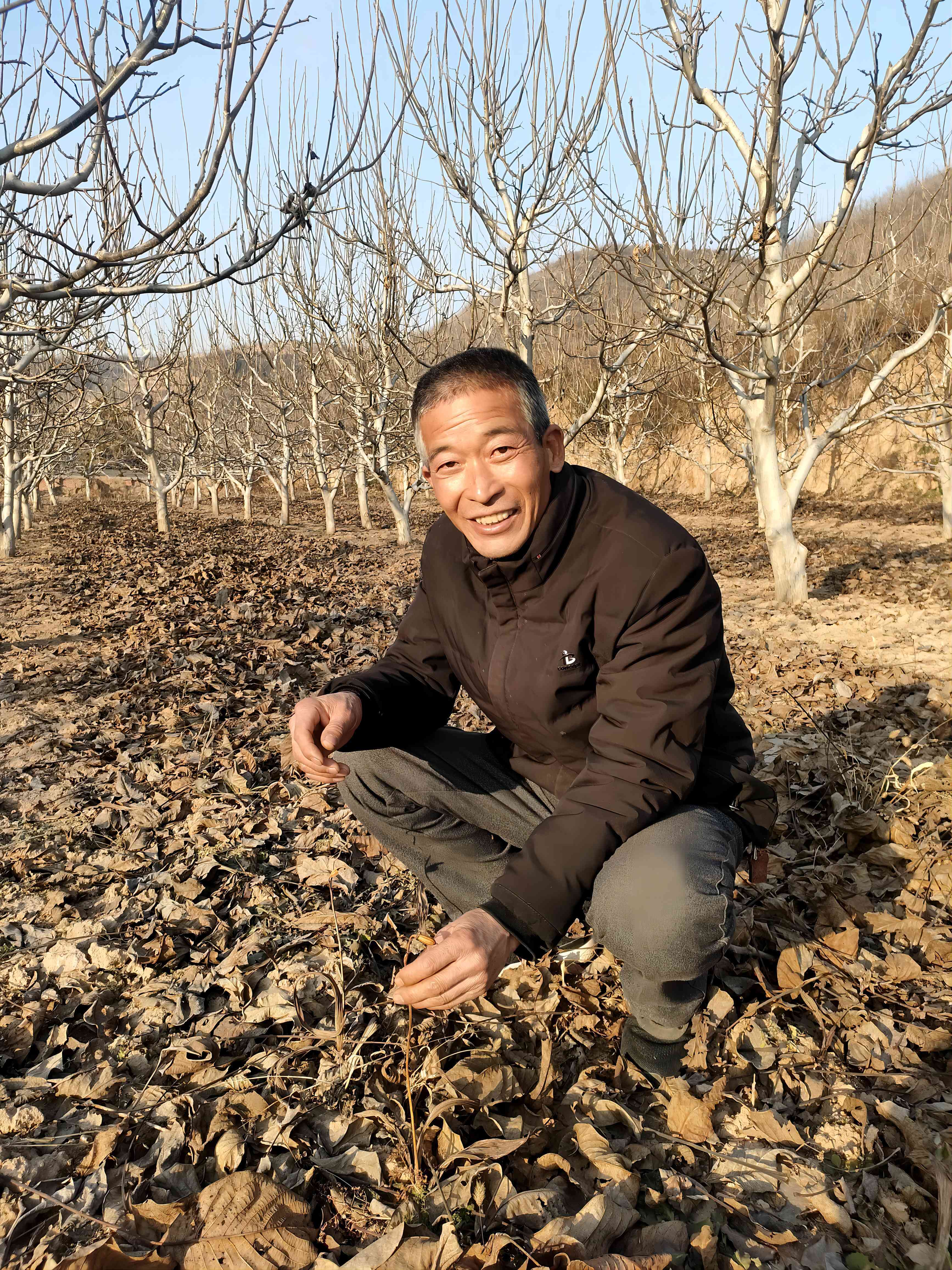 红石崖村村民曹建明为林下中药材白芨盖上保温层