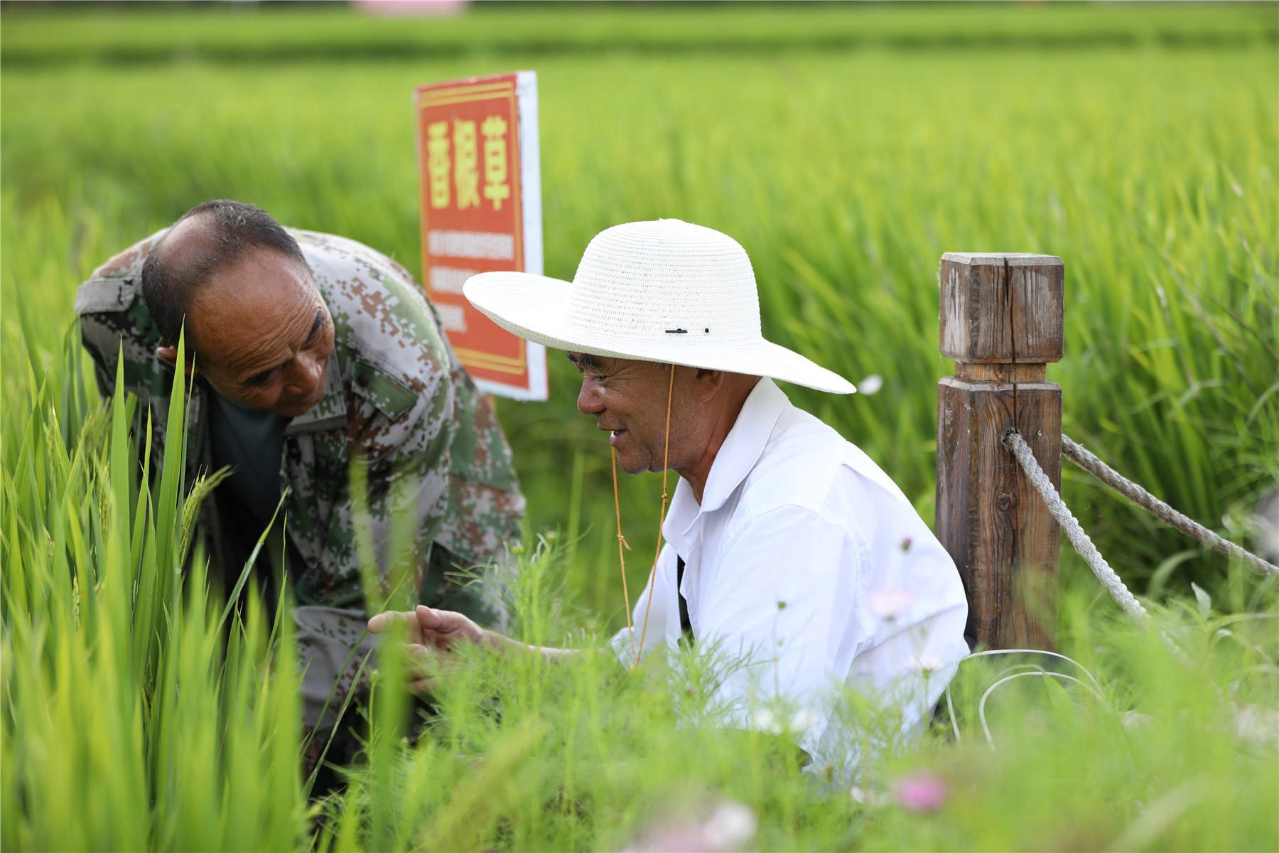 农技人员查看稻田水量情况
