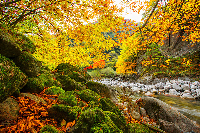 每年十月下旬至十一月下旬，唐家河里的山林渐次变色，如同打翻了调色盘一般遍山披彩、层林染色，化身壮丽的红叶观赏佳地。（翡翠藏在彩林下 摄影：石峰）