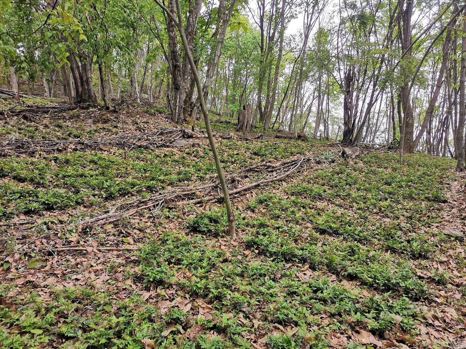 友谊村万亩黄连种植基地