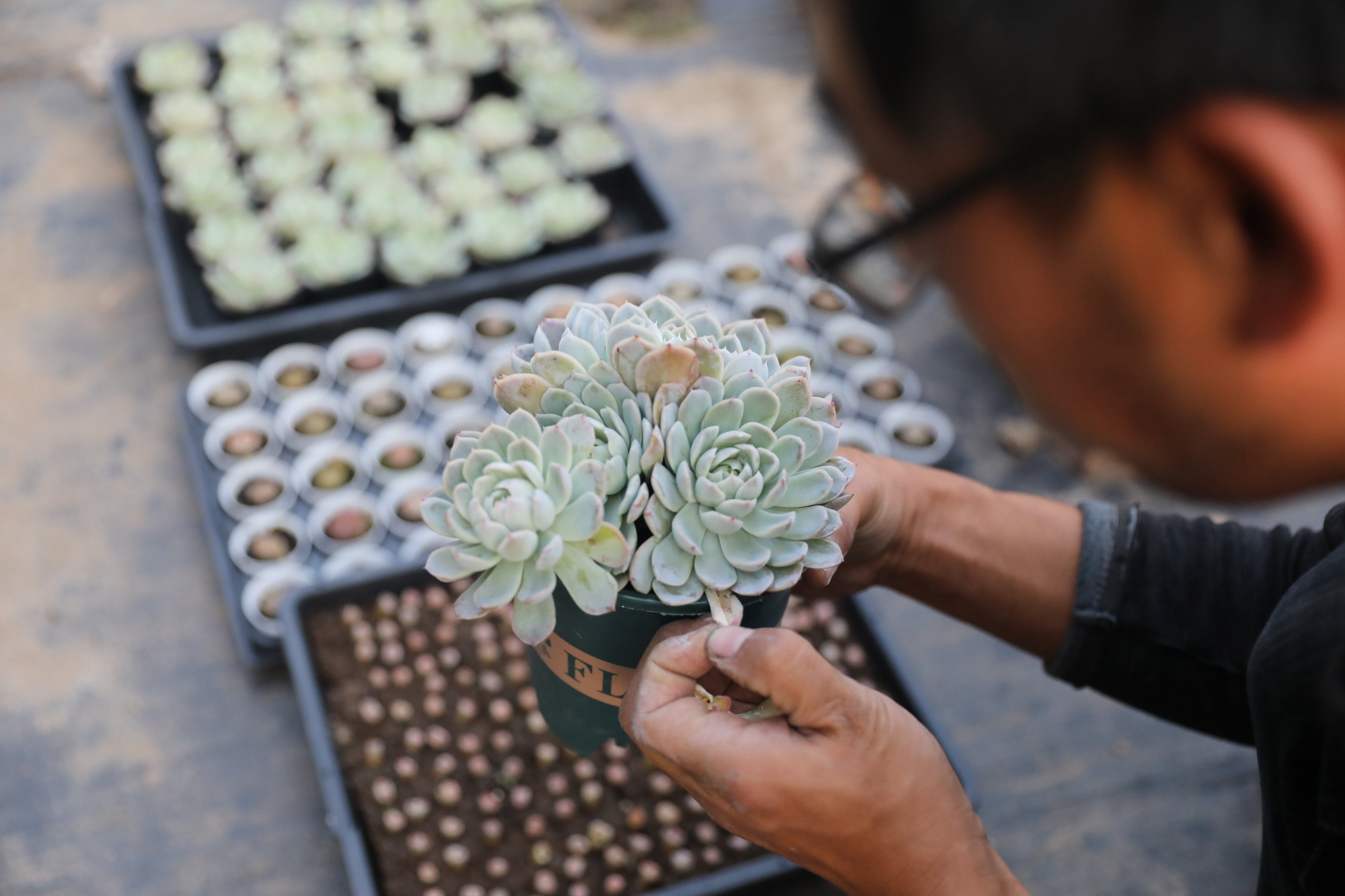 河北沧州河间市：特色种植助农增收