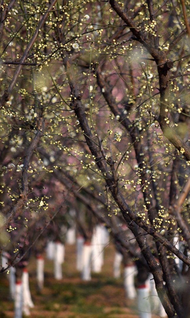 汝州绿梅花开迎春来
