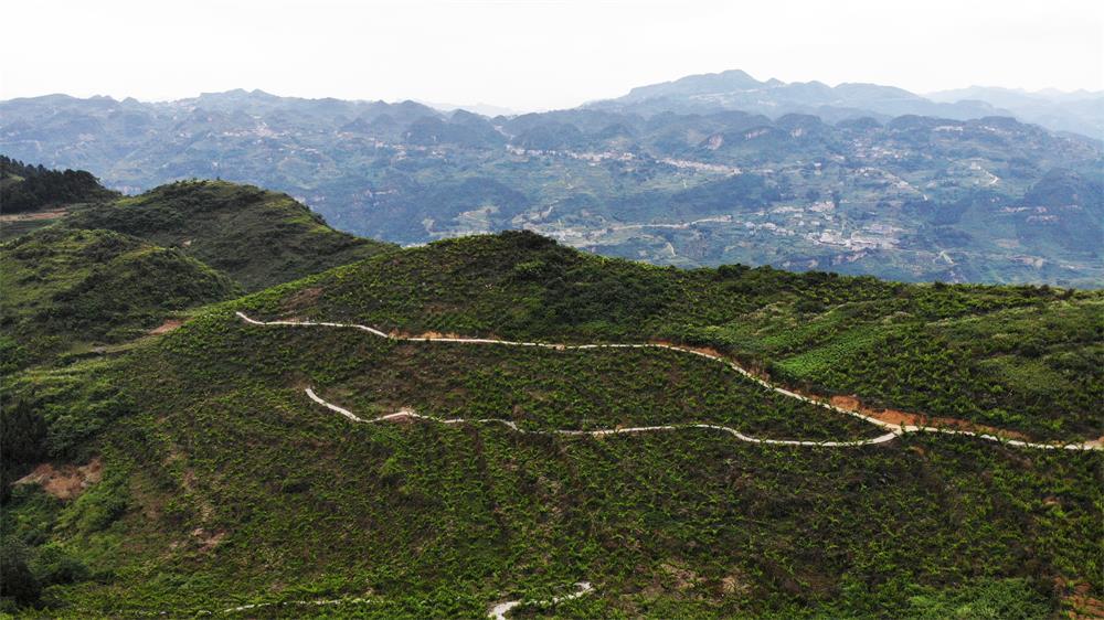 岩鹰山李子基地，种植了蜂糖李、凤凰李等多个品种。（郑林 摄）