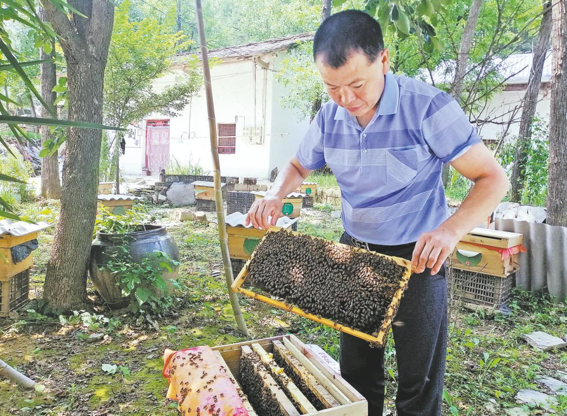 蜂农查看蜜蜂产蜜情况 张宏 摄