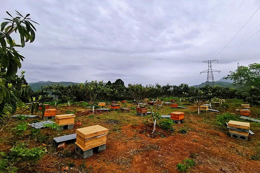 陕西旬阳市小河镇金坡村支部引领为特色产业亮颜增值