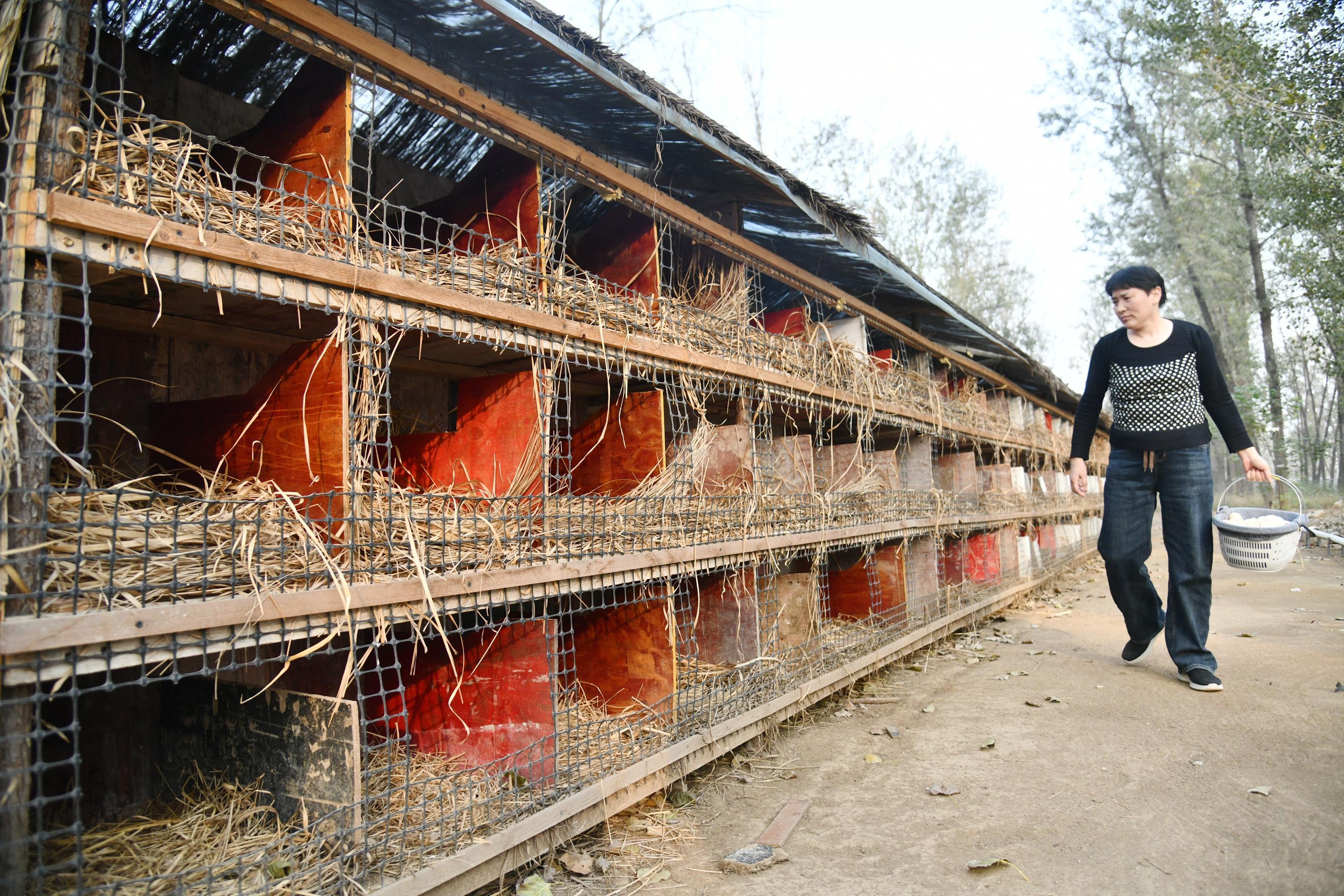 乡土周口 | 养鸡东篱下