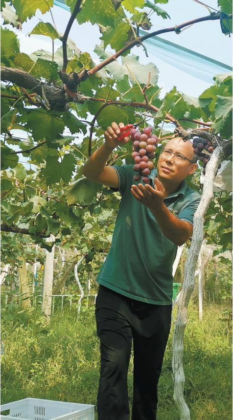 9月13日，西安市灞桥区狄寨街道新狄村村民陈传根在采摘葡萄。记者 艾永华 摄