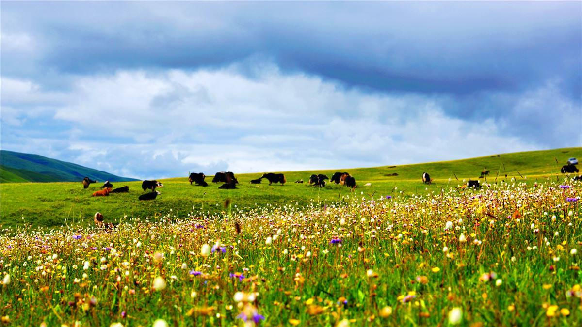 这个夏天，我想和你去若尔盖，看小花如地毯般开满整个山坡。