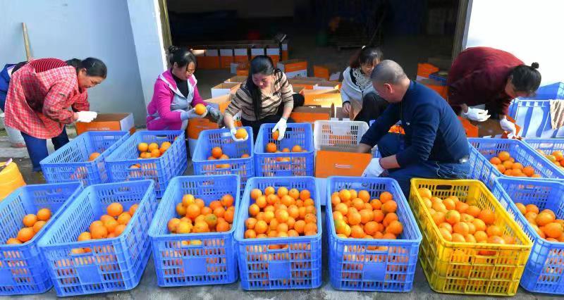 黄澄澄的脐橙果，已经成为群众增收致富的“黄金果”。