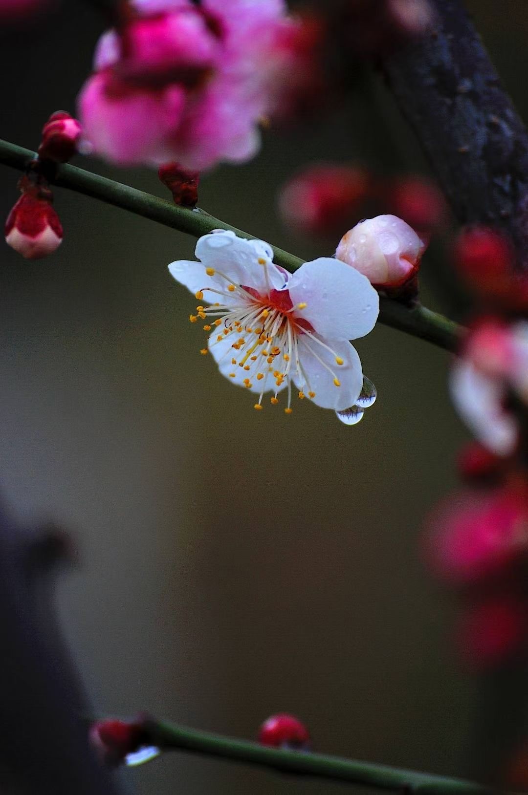 图说汝州小城春雨润如酥