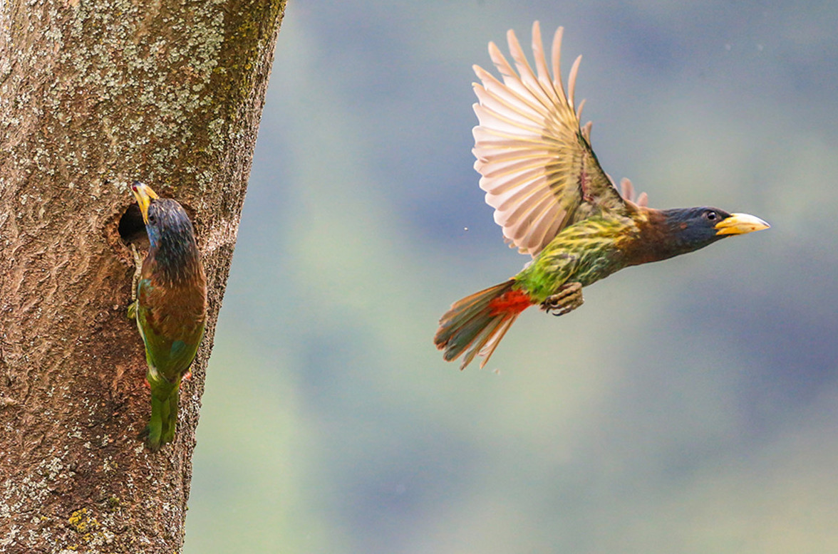 图为啄木鸟。摄影：陈光国
